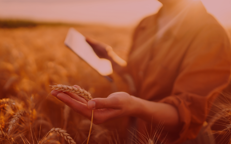 IoT in the Food Industry